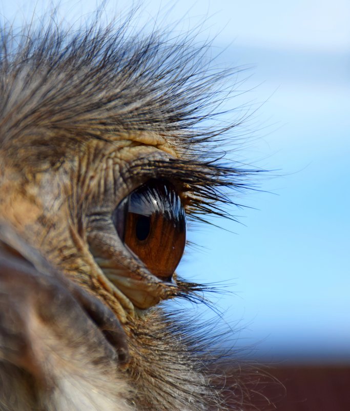 Глаз страуса - Катерина Клаура