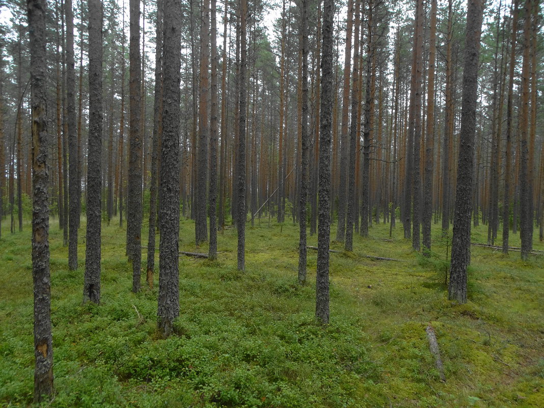 ароматы леса после дождя - Михаил Жуковский