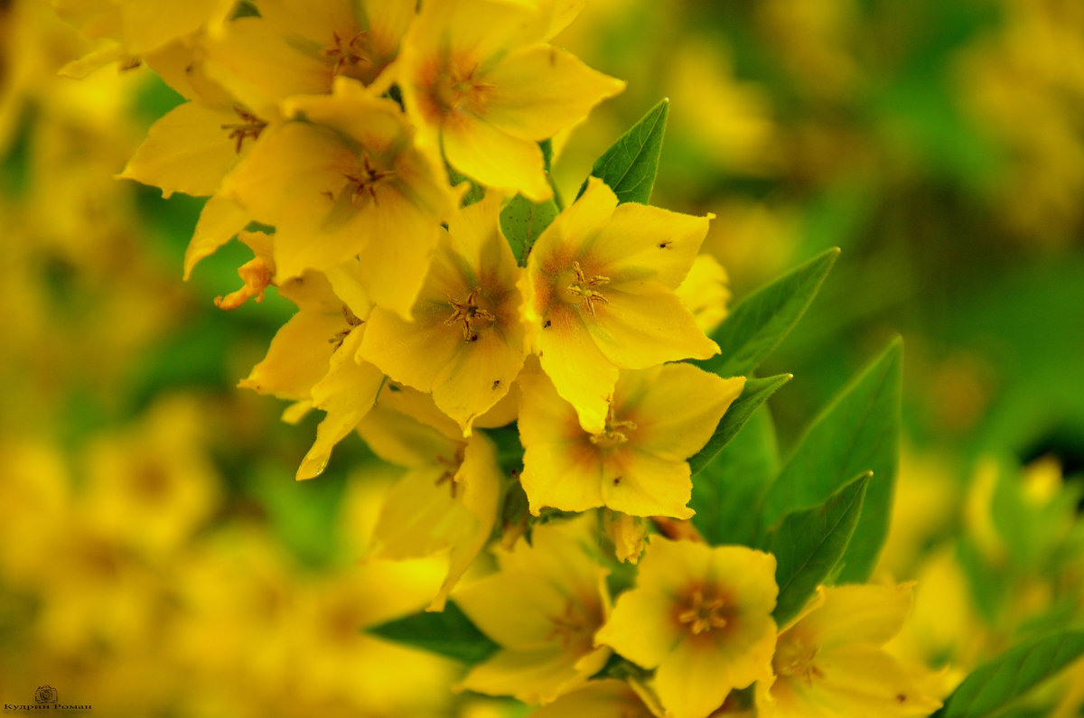 Жёлтые цветы - Роман Кудрин