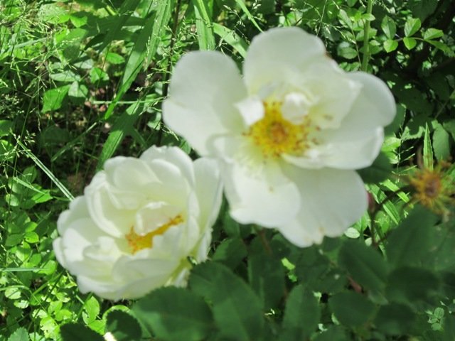Две розы белых - Дмитрий Никитин