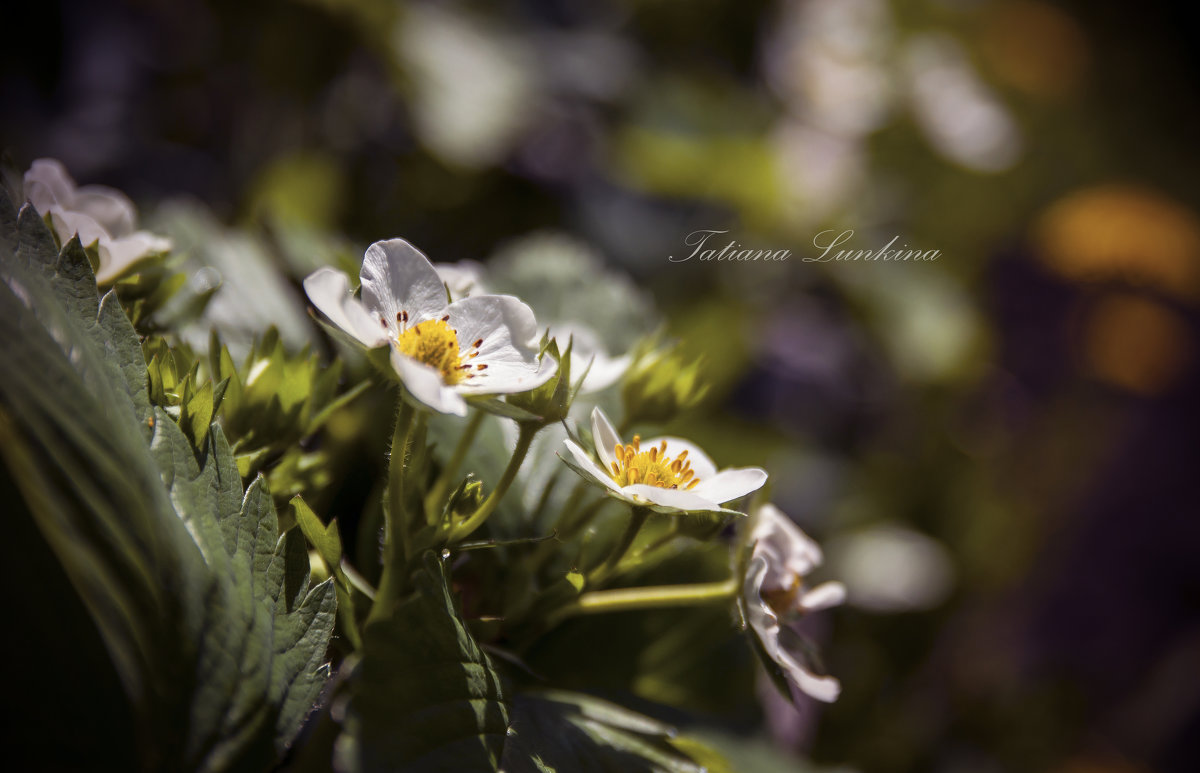 Цветы клубники - Tatiana 
