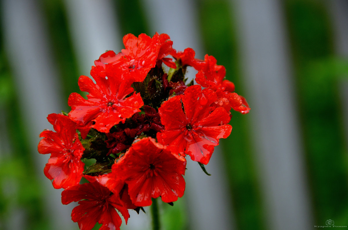 Красный цветок - Роман Кудрин