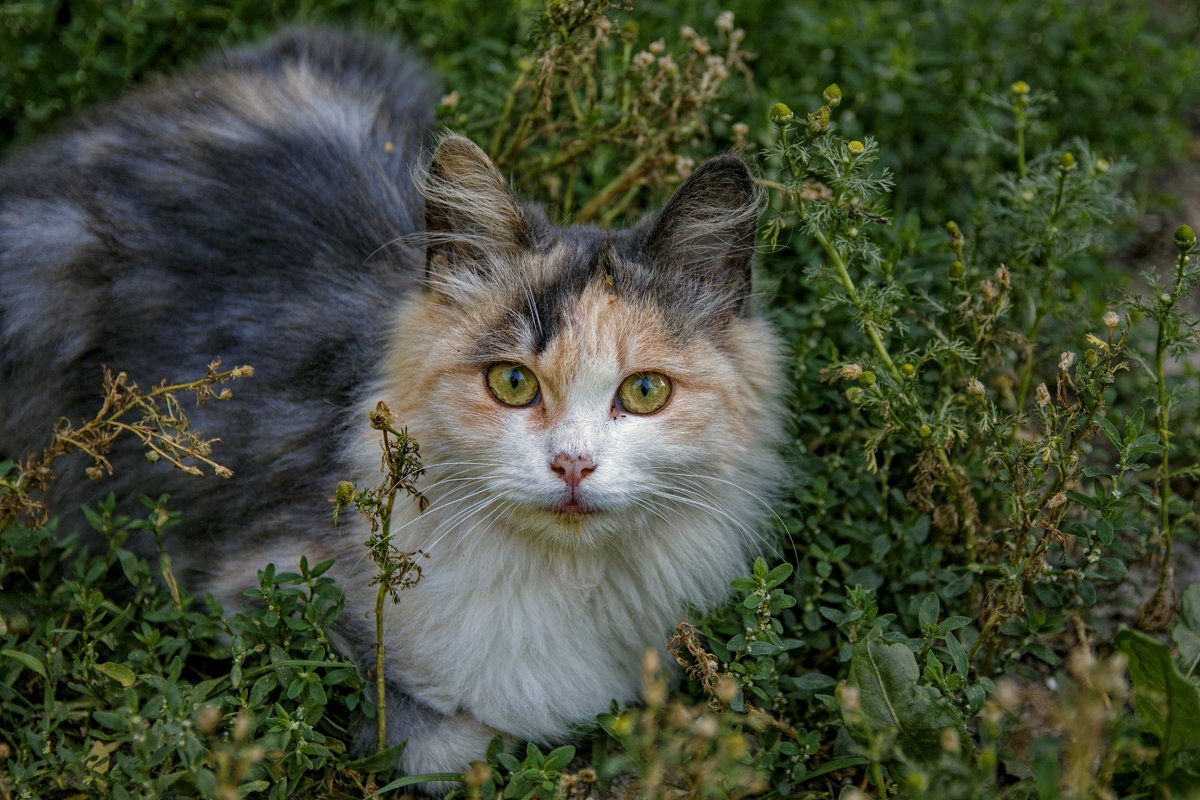 *** - Анатолий. Chesnavik.