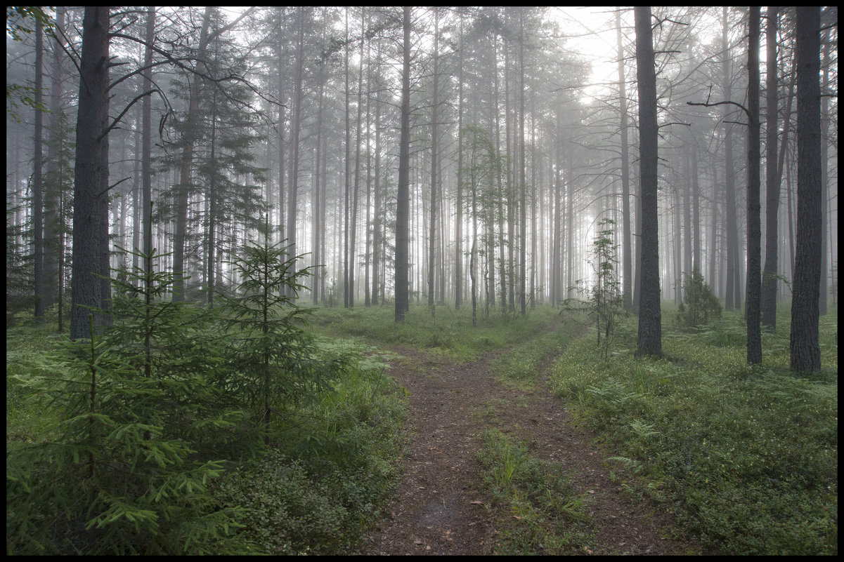 Туманное утро в сосновом лесу - Михаил Онипенко