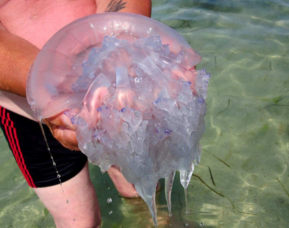 Медуза. Черное море - ЛЮБОВЬ ВОРОЖБИТ