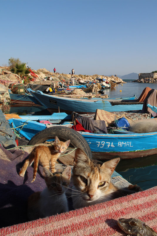 коты и рыба в порту - Annie Amar