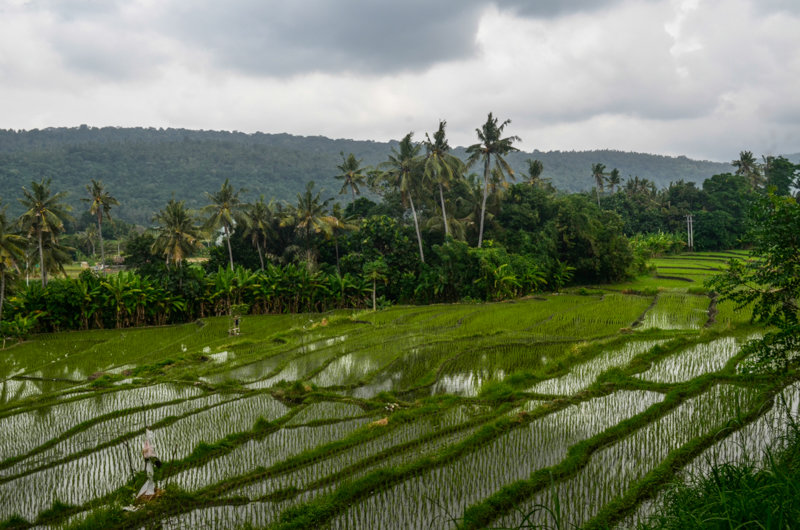 Рисовые поля на острове Бали - Oleg Khudoleev
