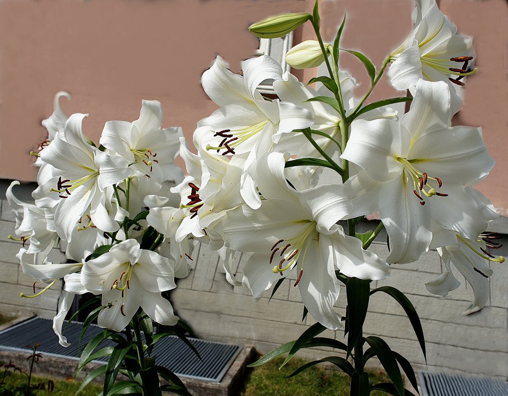 Белые лилии у Президентского дворца в Кадриорге - Елена Павлова (Смолова)