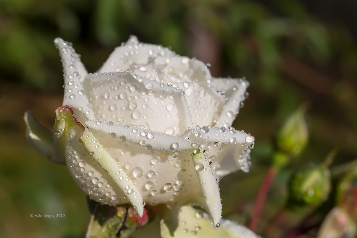 Белая роза в каплях воды - Александр Синдерёв