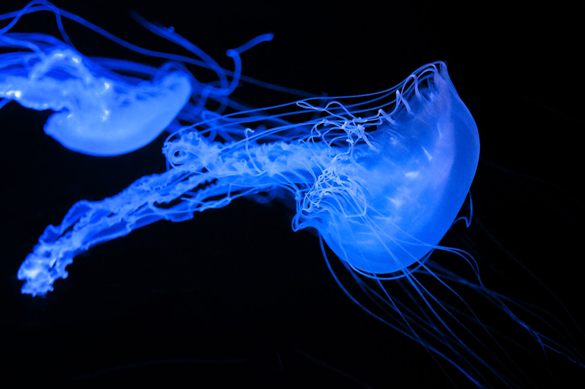 Glowing Jellyfish - Ludmila 