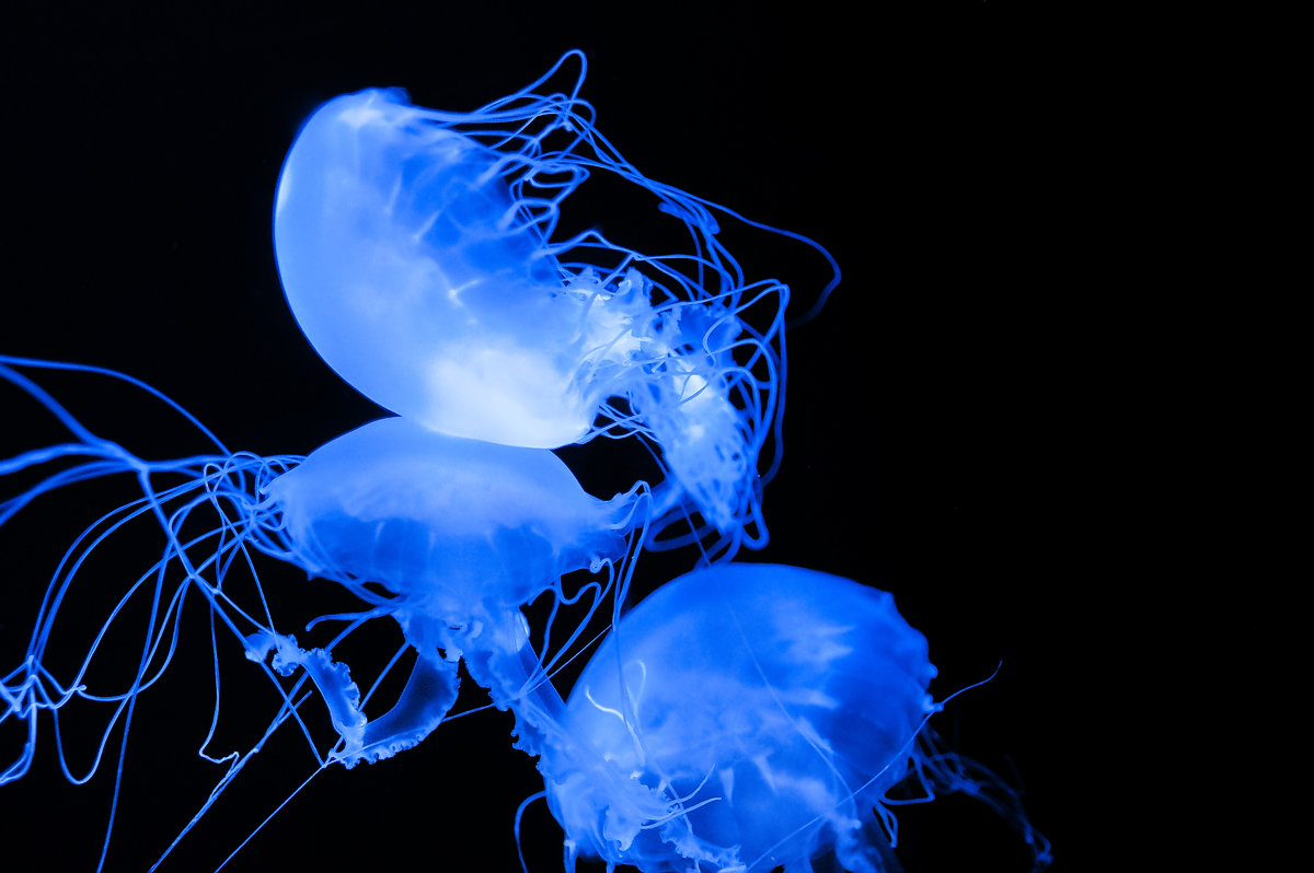 Glowing Jellyfish - Ludmila 