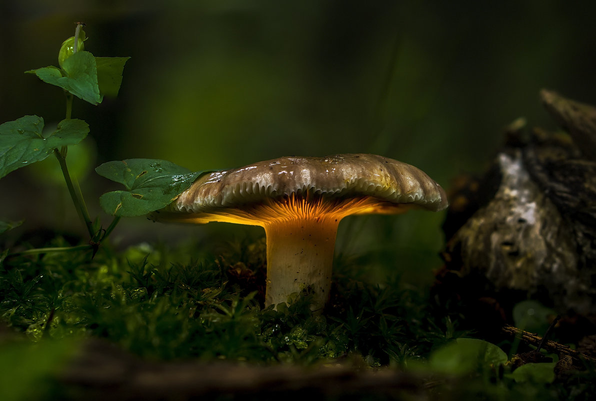 Волшебный гриб - Алексей Строганов