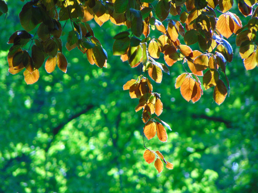Солнце в листьях - spm62 Baiakhcheva Svetlana