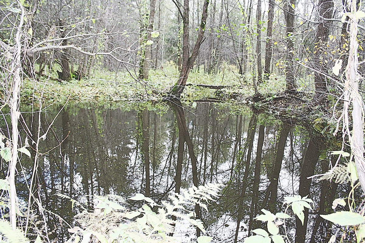 Затерялось зеркальце в лесу - Николай Масляев