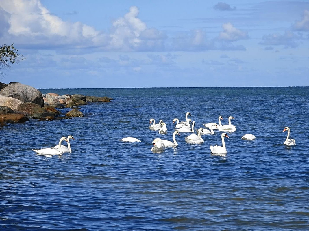 Лебеди на море - Маргарита Батырева