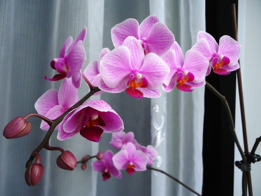 Орхидея - Лариса Рогова