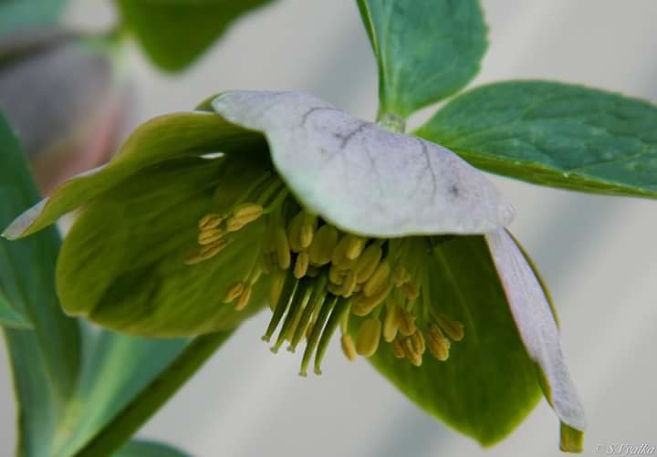 Helleborus - Svetlana V