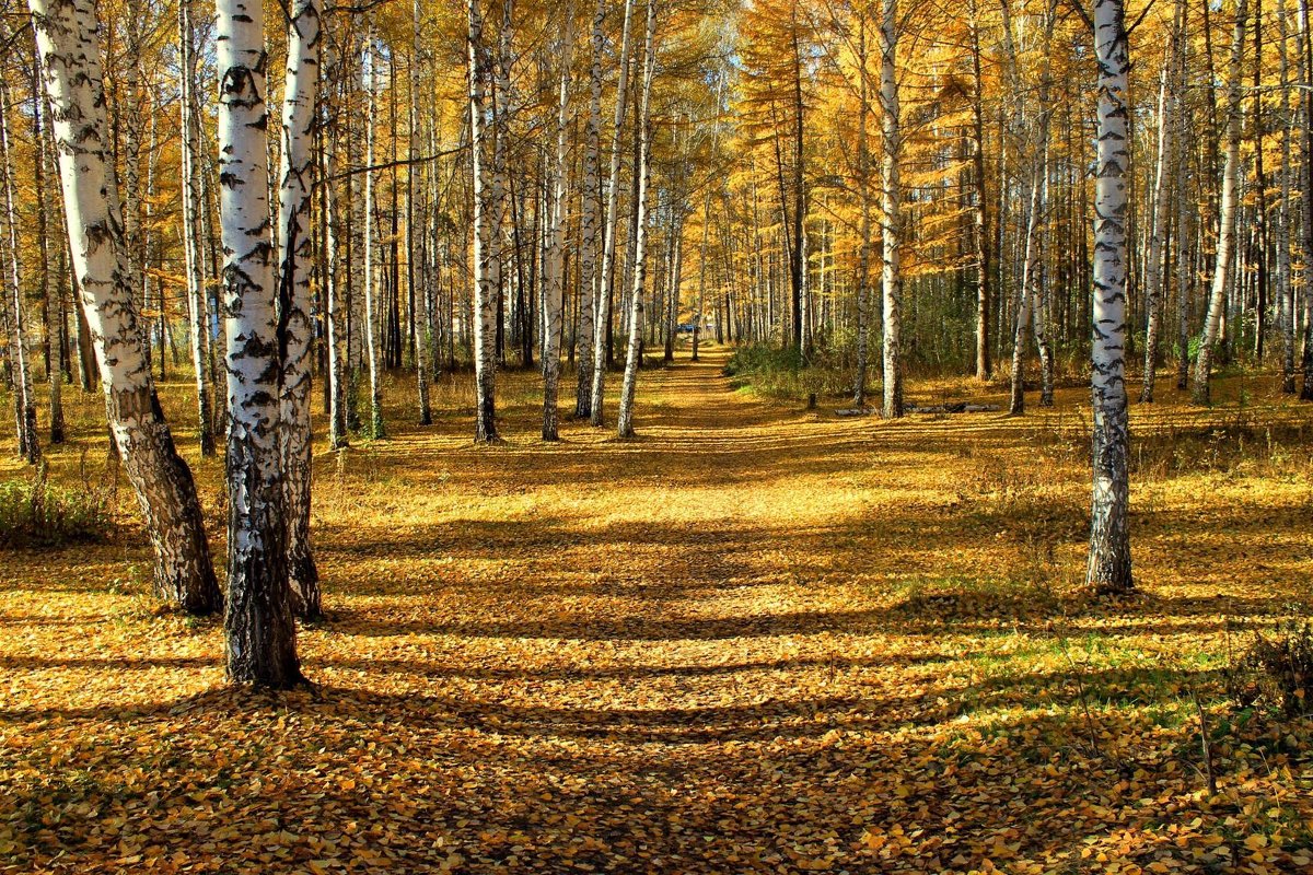 осень - Горкун Ольга Николаевна 