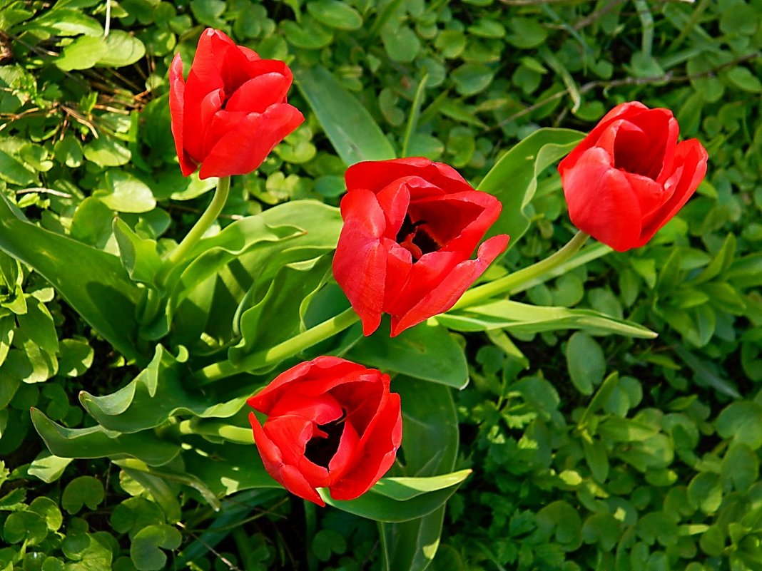 Тюльпаны красные - Александр Бурилов