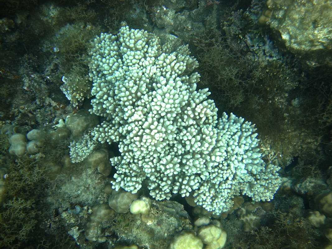 Белый коралл - Екатерина Ульянцева