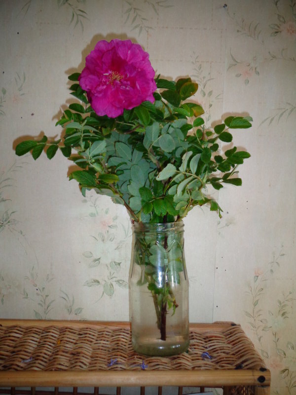 Красивый цветок шиповника в вазе. - Светлана Калмыкова