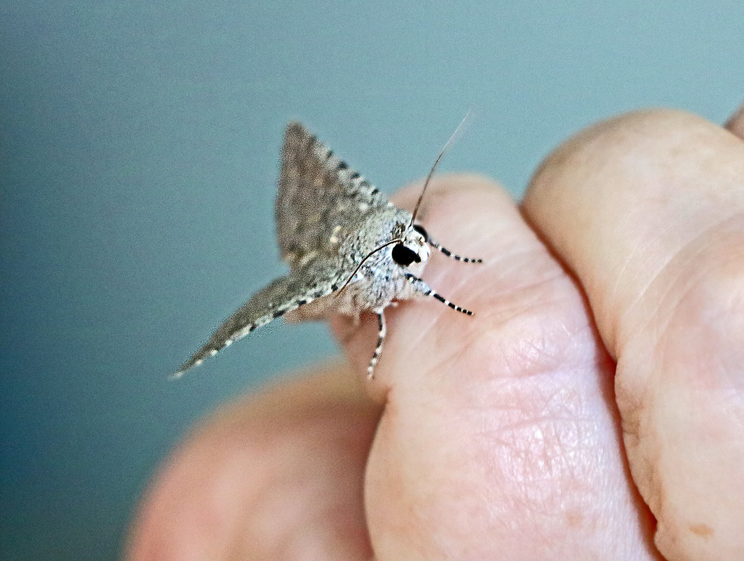 Ночная бабочка на руке - Светлана 