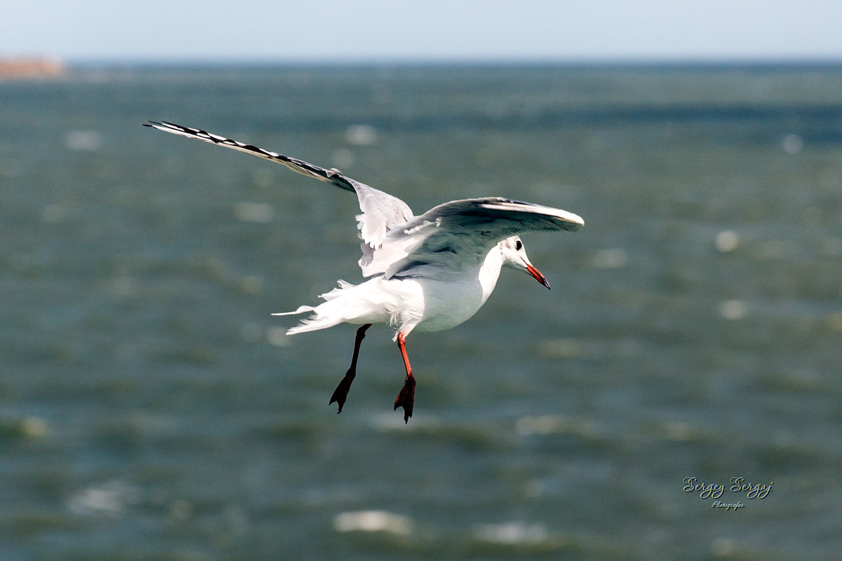 Bow-legged seagull - Sergey Sergaj