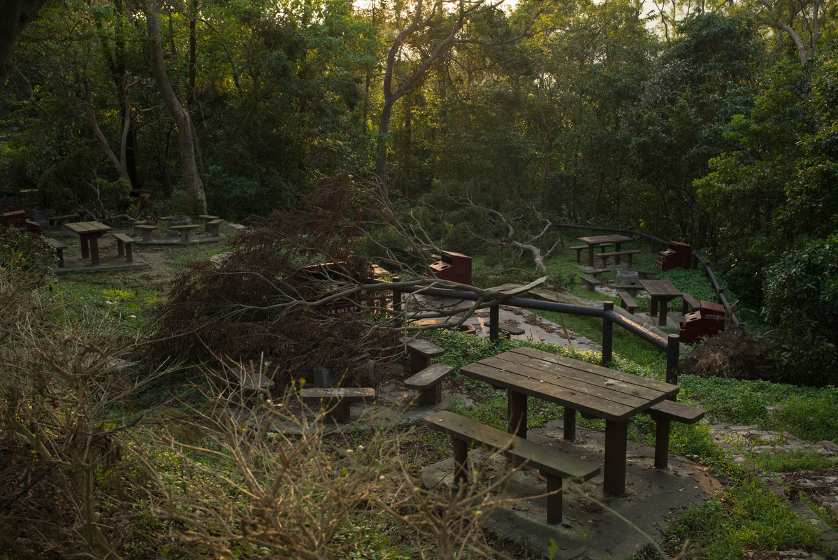 Кантри парк на востоке Гонконга, разрушенный ураганом - Sofia Rakitskaia