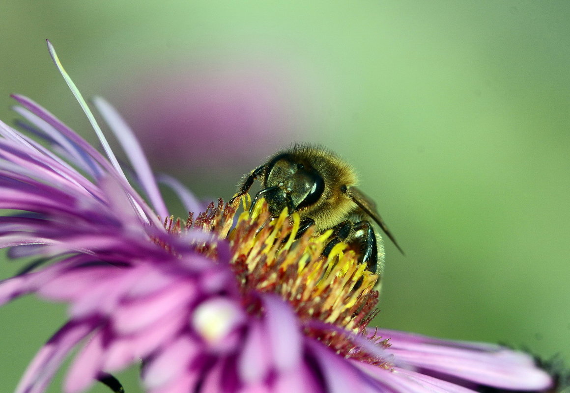 Bee - Олег Шендерюк