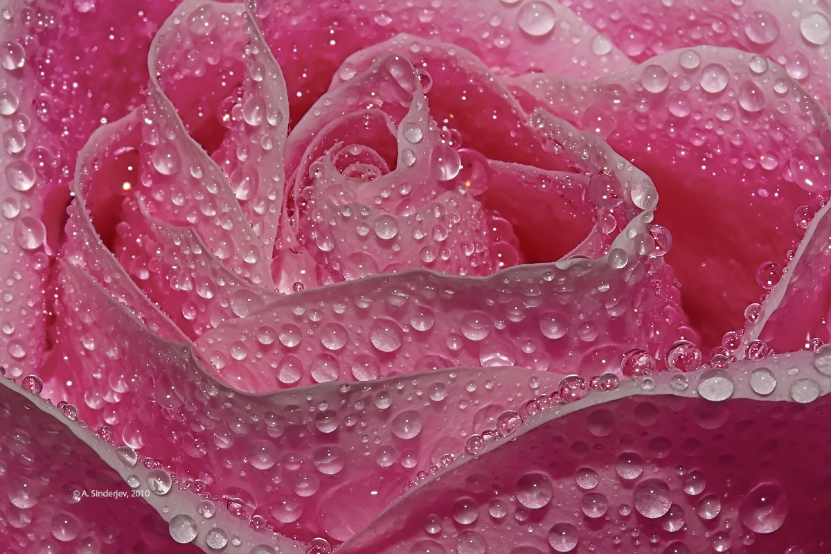 Розовая роза в каплях воды - Александр Синдерёв