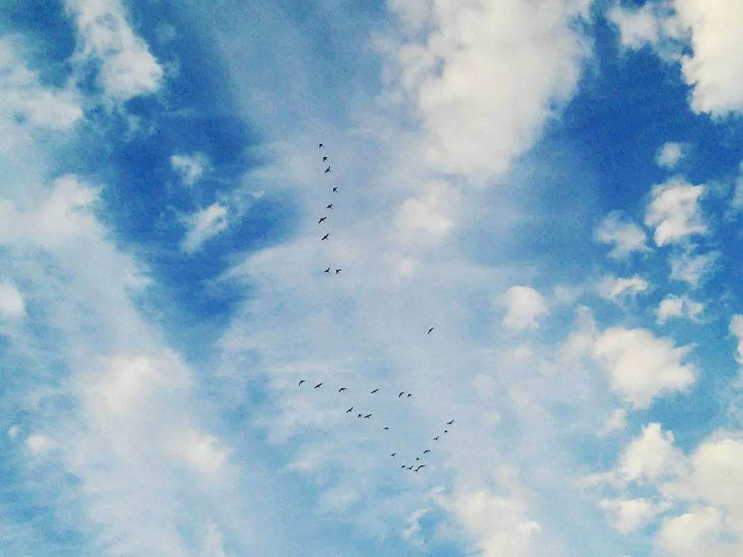Стая птиц в небе - Татьяна Королёва
