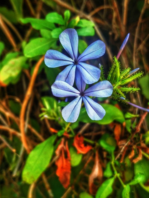 Голубые цветочки . - Ron Леви