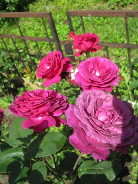 Необычный цвет роз - Дмитрий Никитин