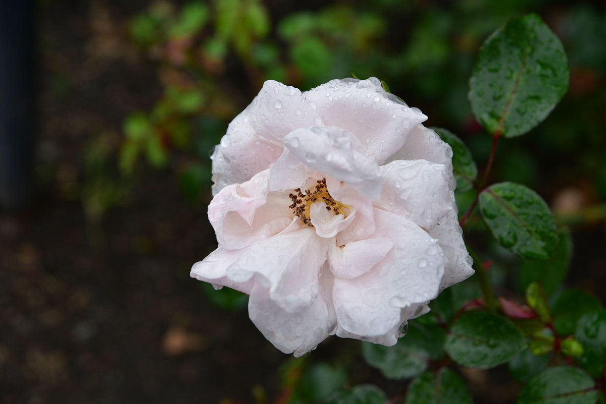Роза в дождливый день. - Наталья 