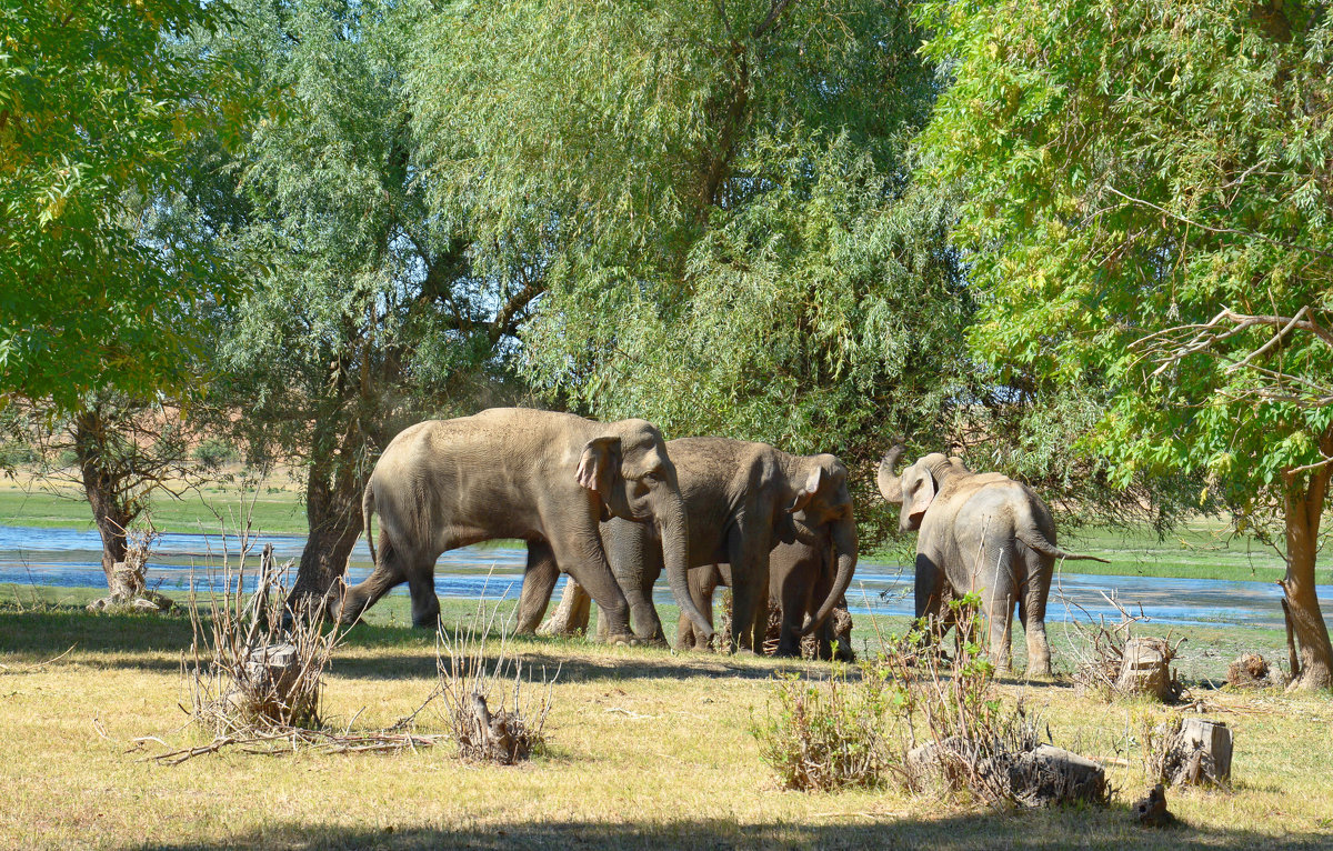 "Старший"слон следит за порядком в своем семействе. - Евгений Кузнецов