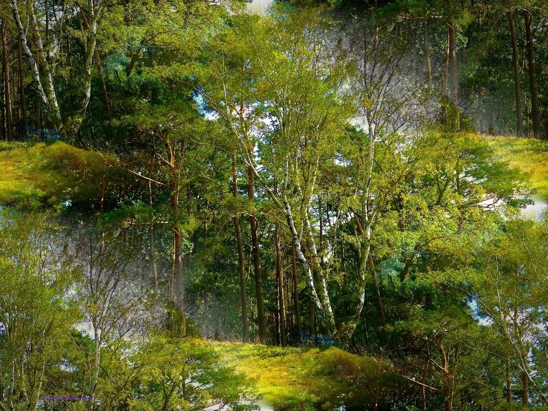 Прозрачный лес - Nina Yudicheva