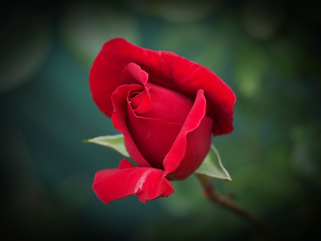 Вечно прекрасная роза - wea *