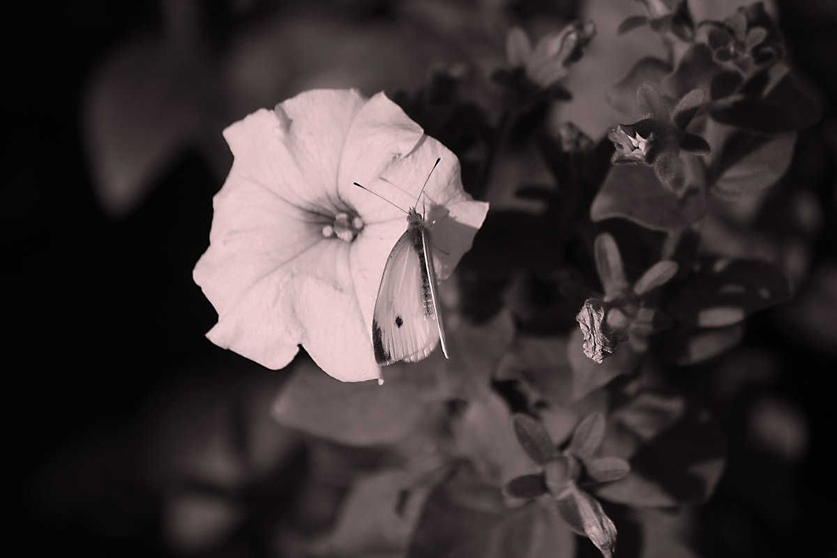 Бабочка на цветке - Владимир Марков