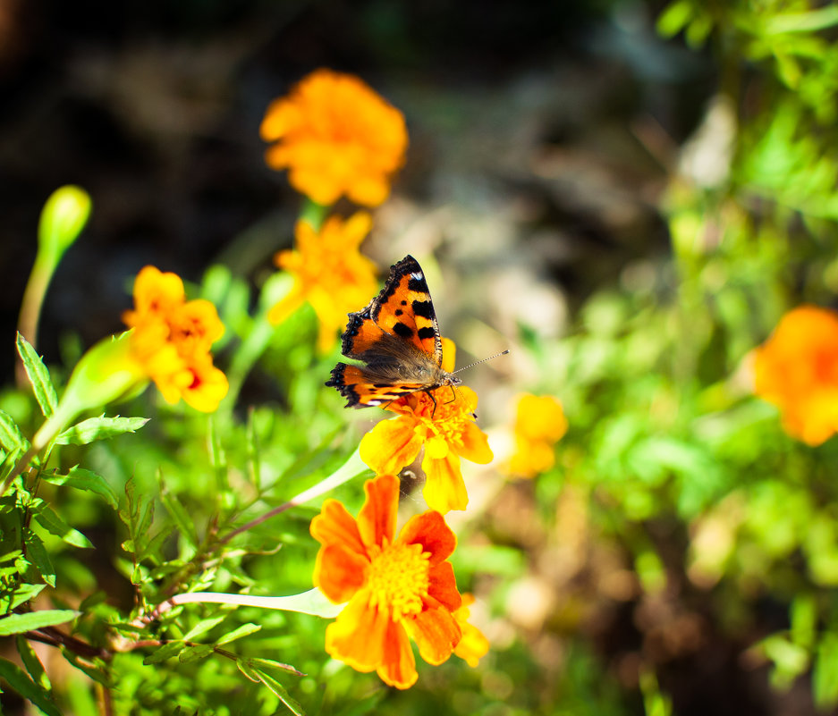Бабочки — это цветы, которые сорвал ветер - Наталья 