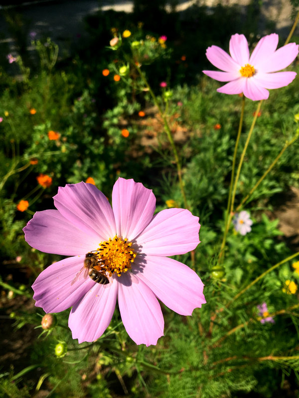Пчела на цветке - Алла ZALLA