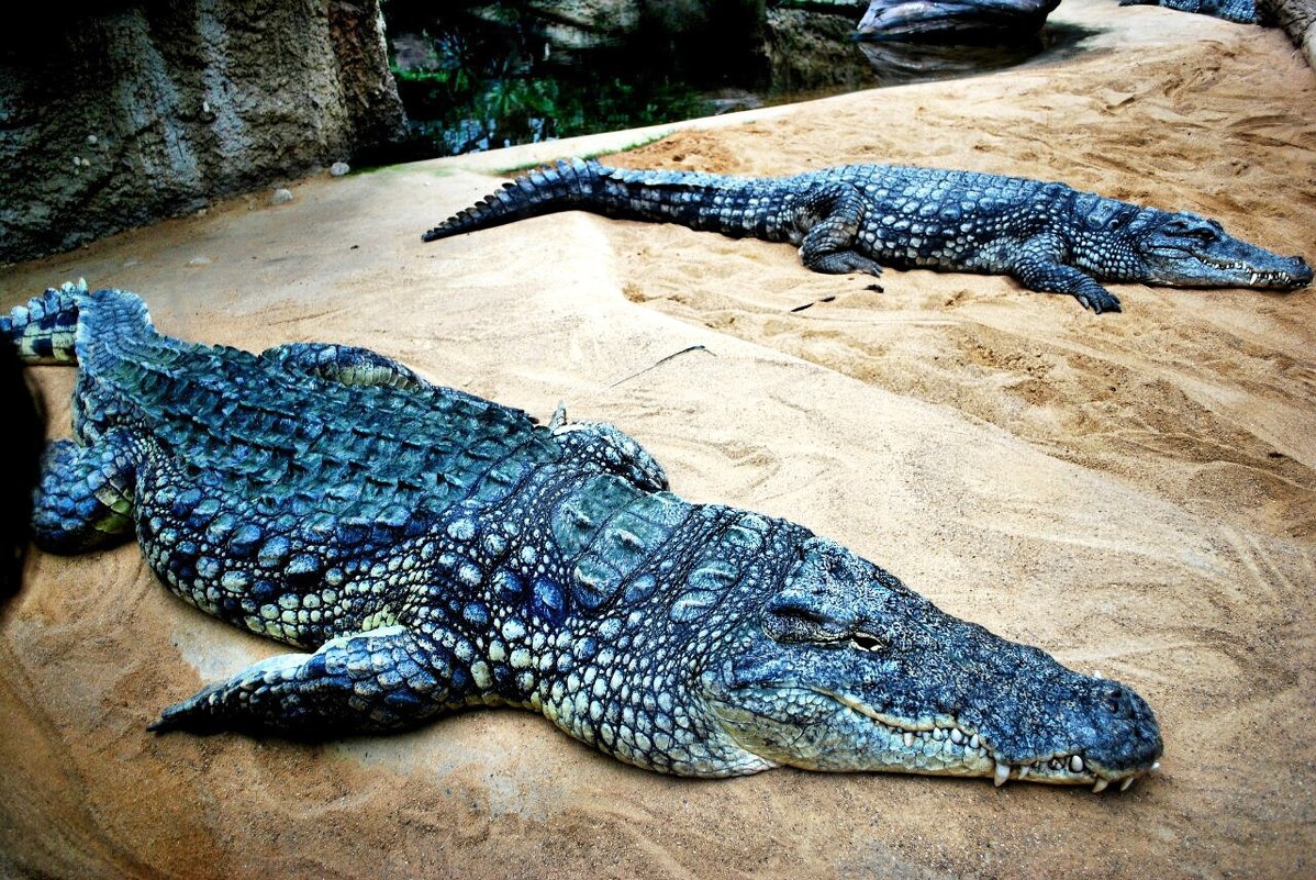 Голубые крокодилы! - Натали Пам