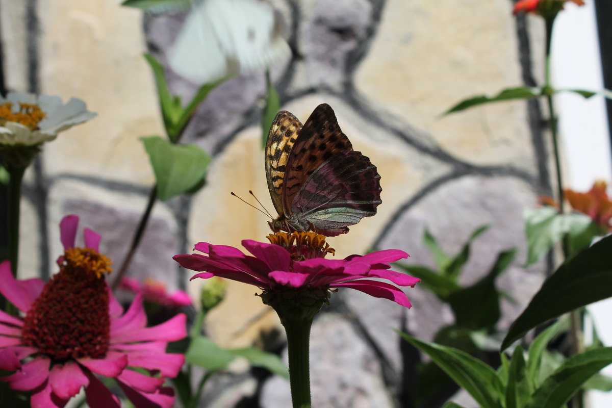 Цветок и бабочка - Лина 