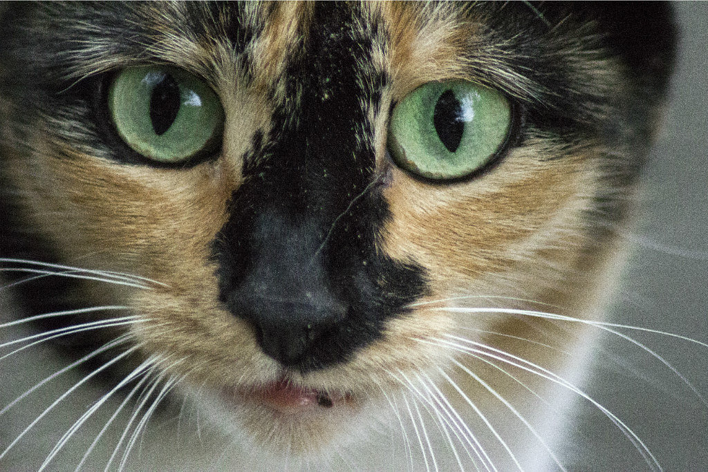 Кошка с зелеными глазами - Марина Кириллова