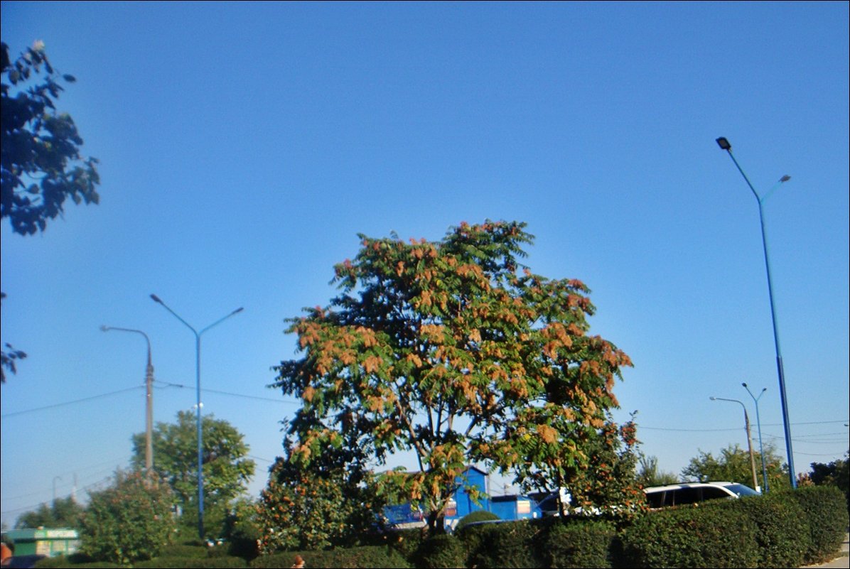 Такое чистое небо сентября - Нина Корешкова