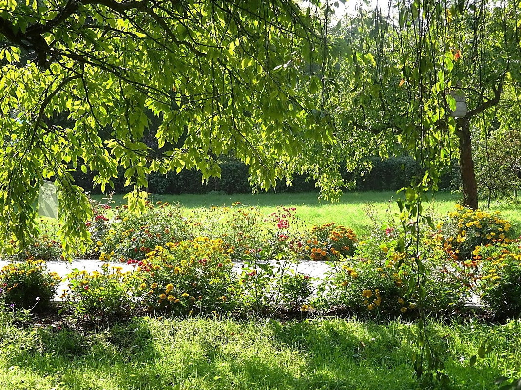 Солнечным сентябрьским днём в Ботаническом саду - уголок сада - Маргарита Батырева