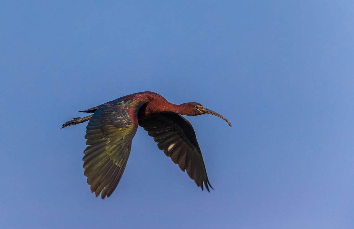 glossy ibis - Naum 