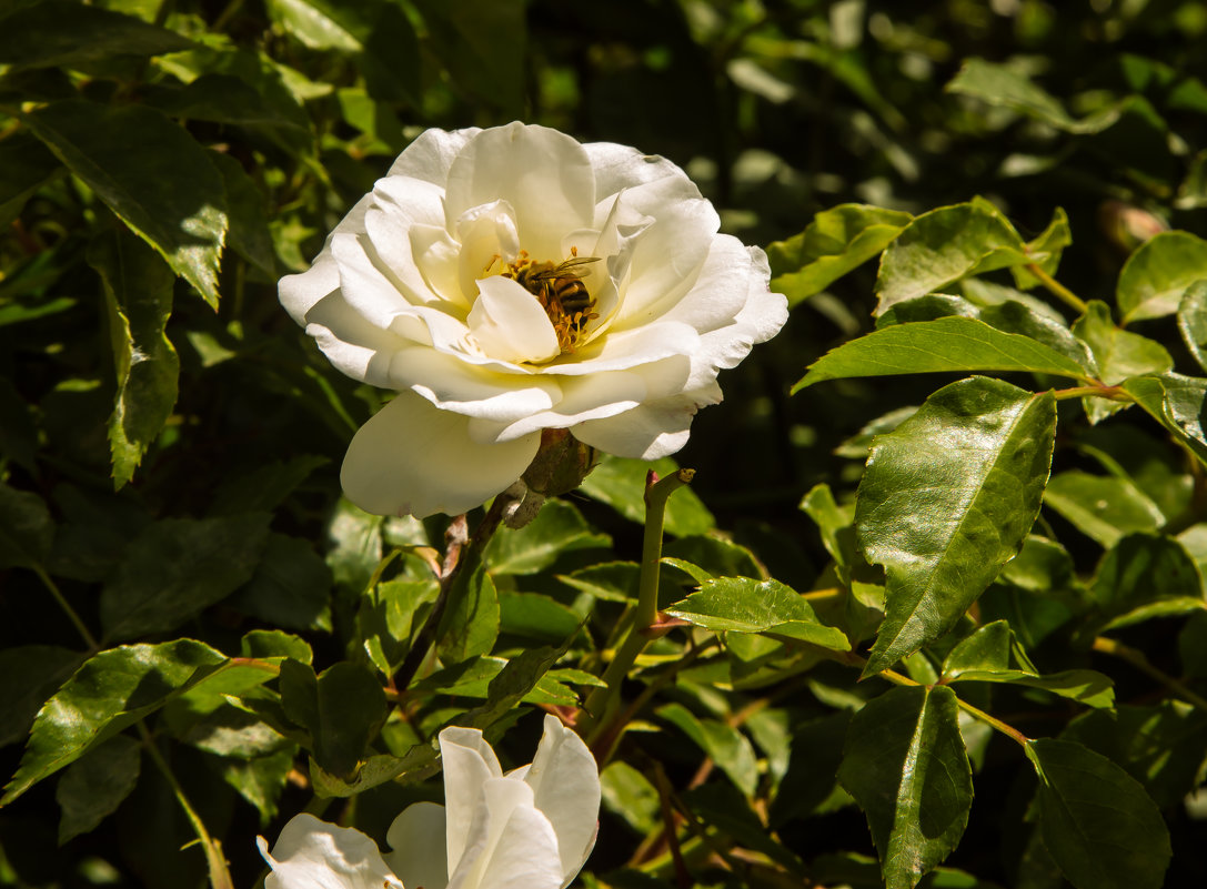 Пчелка - Александра 