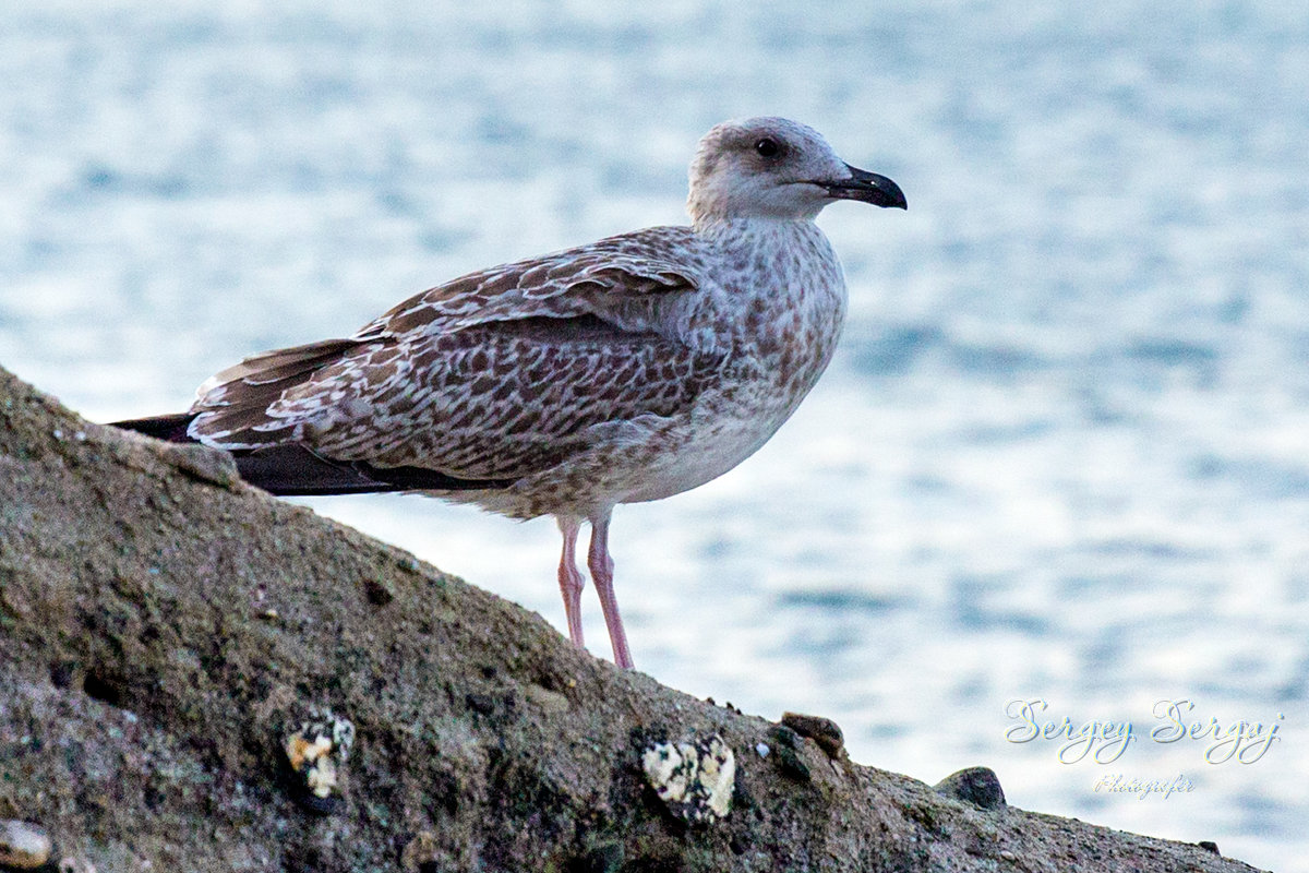 Seagull - Sergey Sergaj