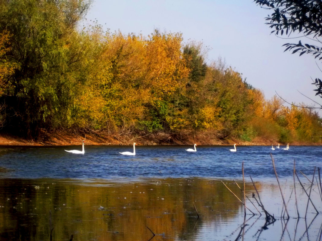Стая лебедей на реке - Татьяна Королёва