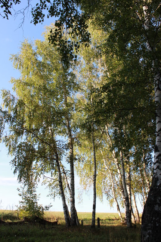 Сентябрь в лесу - Ольга 